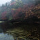 白駒の池【紅葉】