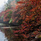 白駒の池【紅葉】