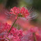 IMG_7385-180mm-F3,5-250917-Luminar Neo__