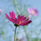 DSC08458. 薄紅のコスモス