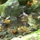 水浴び