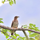 横縞模様の筒鳥