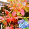 ブルーベリーの紅葉