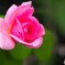 秋薔薇咲く