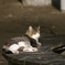 池の守り猫