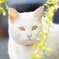 うちの猫様