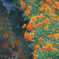 キバナコスモスの花畑