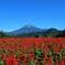 大山(とっとり花回廊)