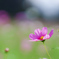 風に揺れる秋桜