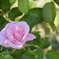 秋薔薇　