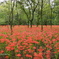 巾着田曼殊沙華公園-017