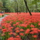 巾着田曼殊沙華公園-018