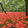 巾着田曼殊沙華公園-019