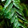 今日は雨