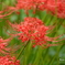 巾着田曼殊沙華公園-022