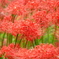 巾着田曼殊沙華公園-023