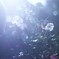 film・秋は短し*