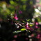 萩の花
