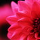 dahlia