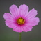 一つの花
