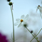 2025 秋の草花⑤