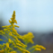 2025 秋の草花⑥