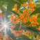 香りの花