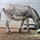 ロバ(夢見ヶ崎動物公園)