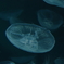 深海のアーティスティック