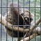ブラウンキツネザル(夢見ヶ崎動物公園)