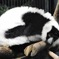エリマキキツネザル(野毛山動物園)