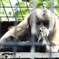 フサオマキザル(野毛山動物園)