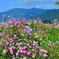 花風景