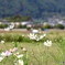 嵯峨野の秋