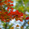 紅葉が始まったよ