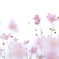 シュウメイギク