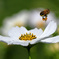 次の花を目指していきます行きます