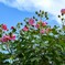 酔芙蓉①