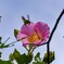 酔芙蓉②