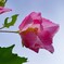 酔芙蓉③