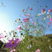 秋空と秋桜