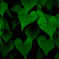 Green hearts（Nikkor 千夜一夜物語 第八十九夜　その３）