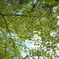 the green curtain