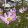Cosmos