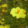 the yellow cosmos