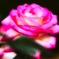 Autumn rose