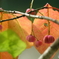 淡紅色