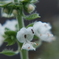 しその花