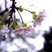 十月桜。
