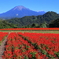 大山(花回廊)-2